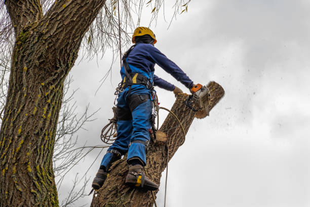 Why Choose Our Tree Removal Services in Waterloo, NE?